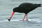 Variable Oystercatcher